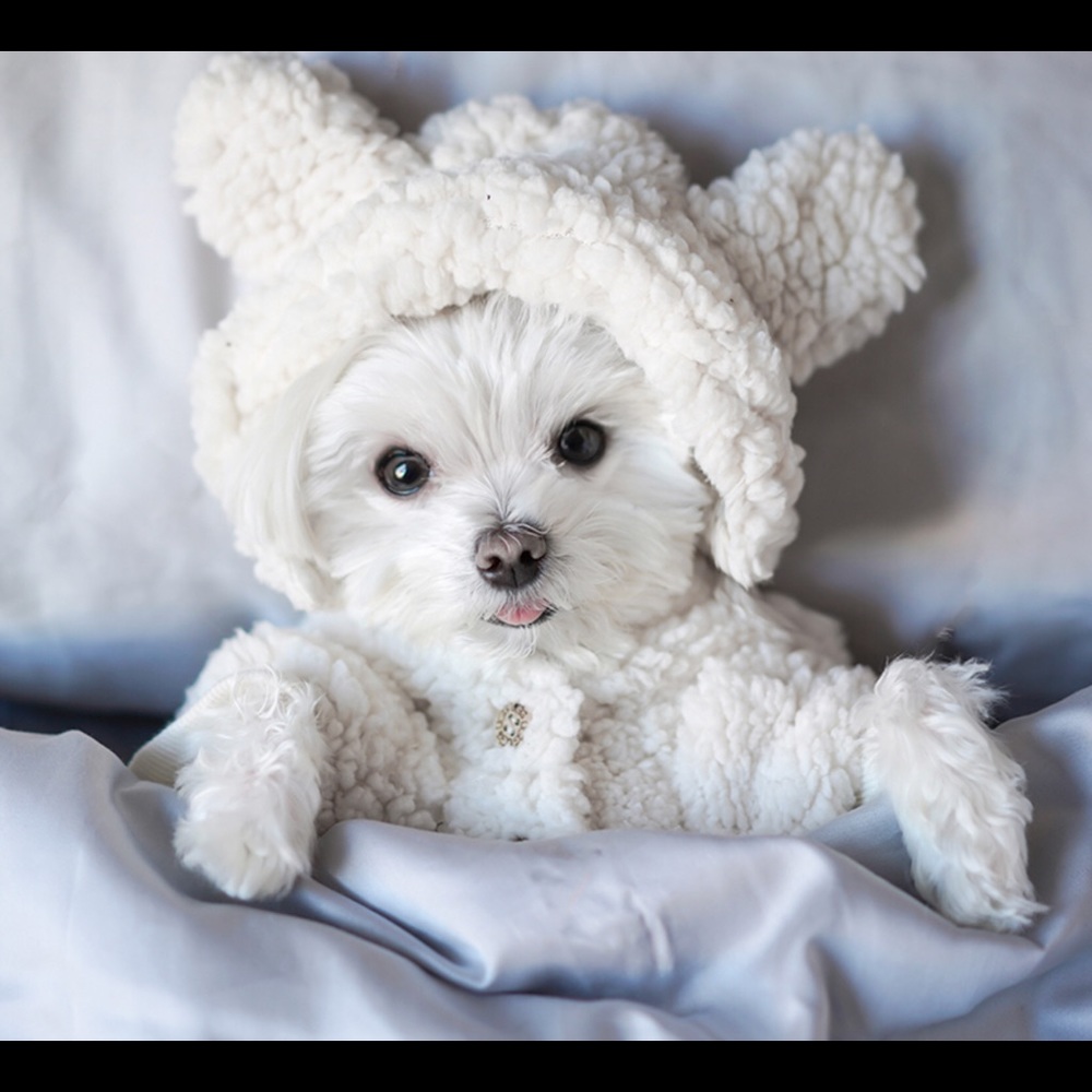 Ugg Sherpa Dog Sleeper pajamas